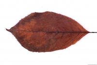 Photo Texture of Leaf 0024